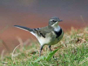 Cape Wagtail