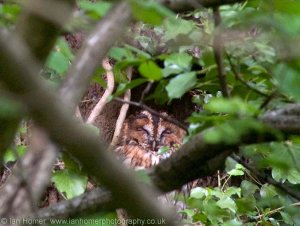 Roosting Tawny Owl