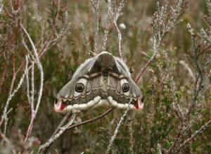 Emperor Moth