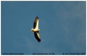 White-bellied Sea-Eagle