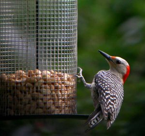 Red-Bellied Woodpecker