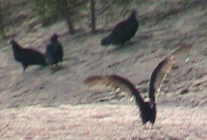 Turkey Vultures do morning stretch
