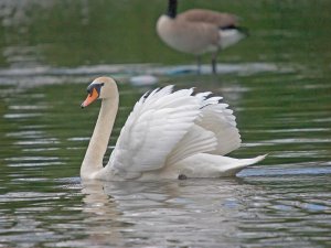 Mute Swan