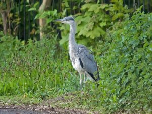 Grey Heron