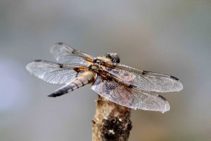 Four-Spotted Chaser