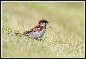 House(proud) Sparrow