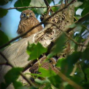 Young Kestrels