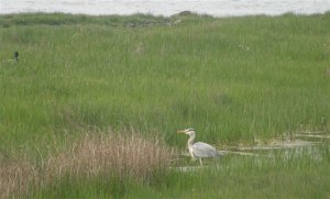 Grey Heron