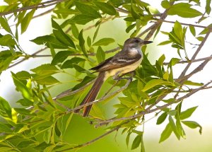Ash-throated Flycacther