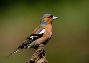 Chaffinch