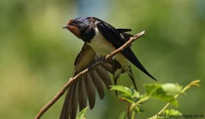 Swallow