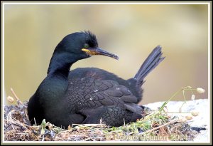 European Shag on nest