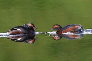 Slavonian Grebe