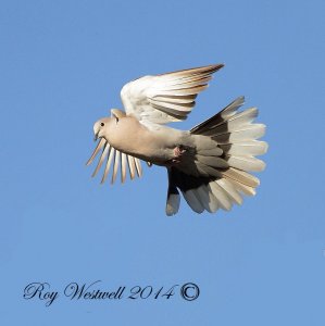 callared dove