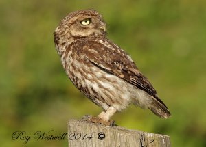 little owl