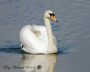 mute swan