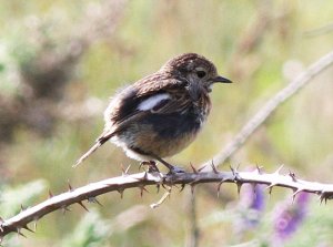 Stonechat