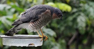 Sparrowhawk checking out my garden feeders...