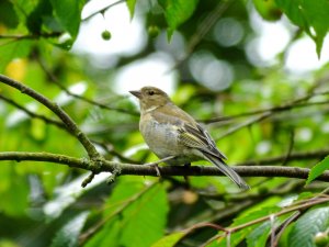 female chaffinch