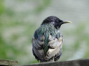 starling