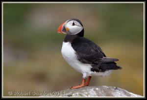 Atlantic Puffin