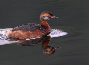 Slavonian Grebe