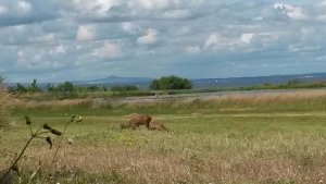 Deer At Musselburgh Lagoons