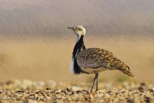 Houbara Bustard Digital Art