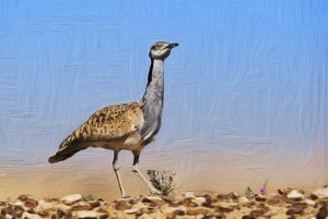 Houbara Bustard Digital Art