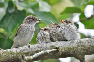 Spotted Flycatcher + chicks