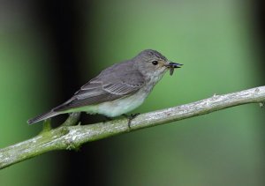 Spotted Flycatcher