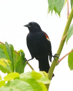 Red wing Black bird