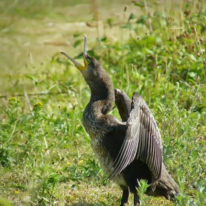 Cormorant