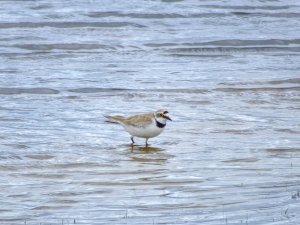 little ringed plover