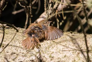 wren sunbathing