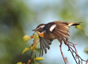 Whinchat