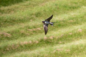 swallow in flight