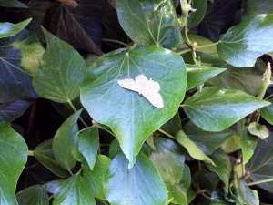 cream wave or ribund moth