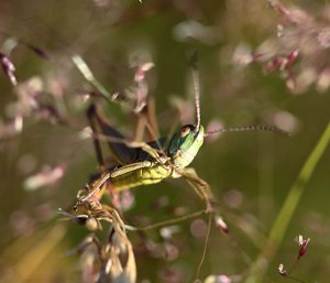 Grasshopper