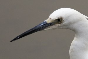 Little Egret Closeup