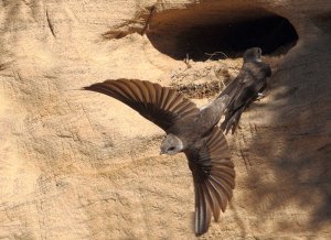 Sand Martin