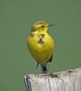 Yellow Wagtail