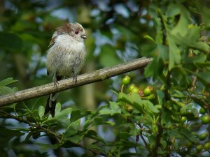 Long-tailed Tit