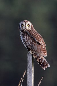 Short-eared Owl