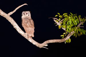 Verreaux's eagle-owl (Bubo lacteus)