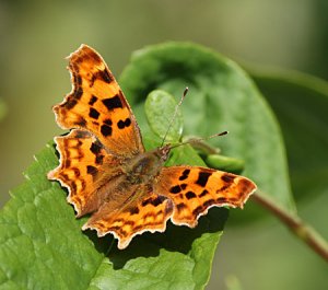 Comma