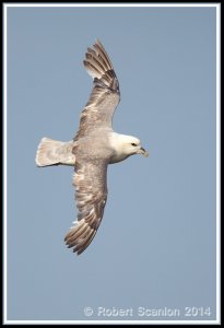 Fulmar in flight