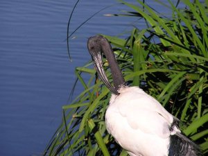 African Sacred Ibis