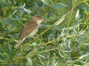 Reed Warbler