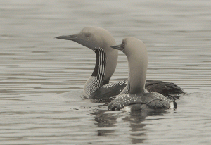 Black-throated Diver